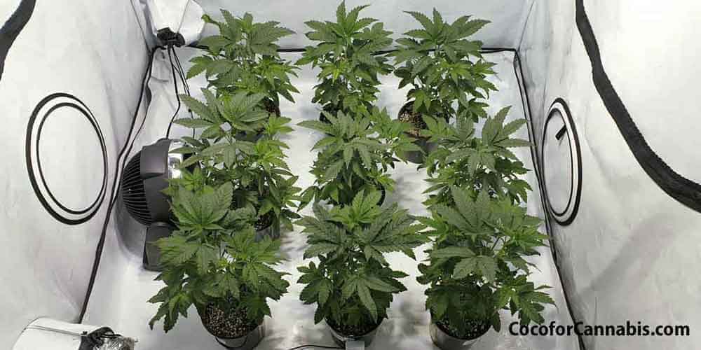 Sea Of Green Growing Technique