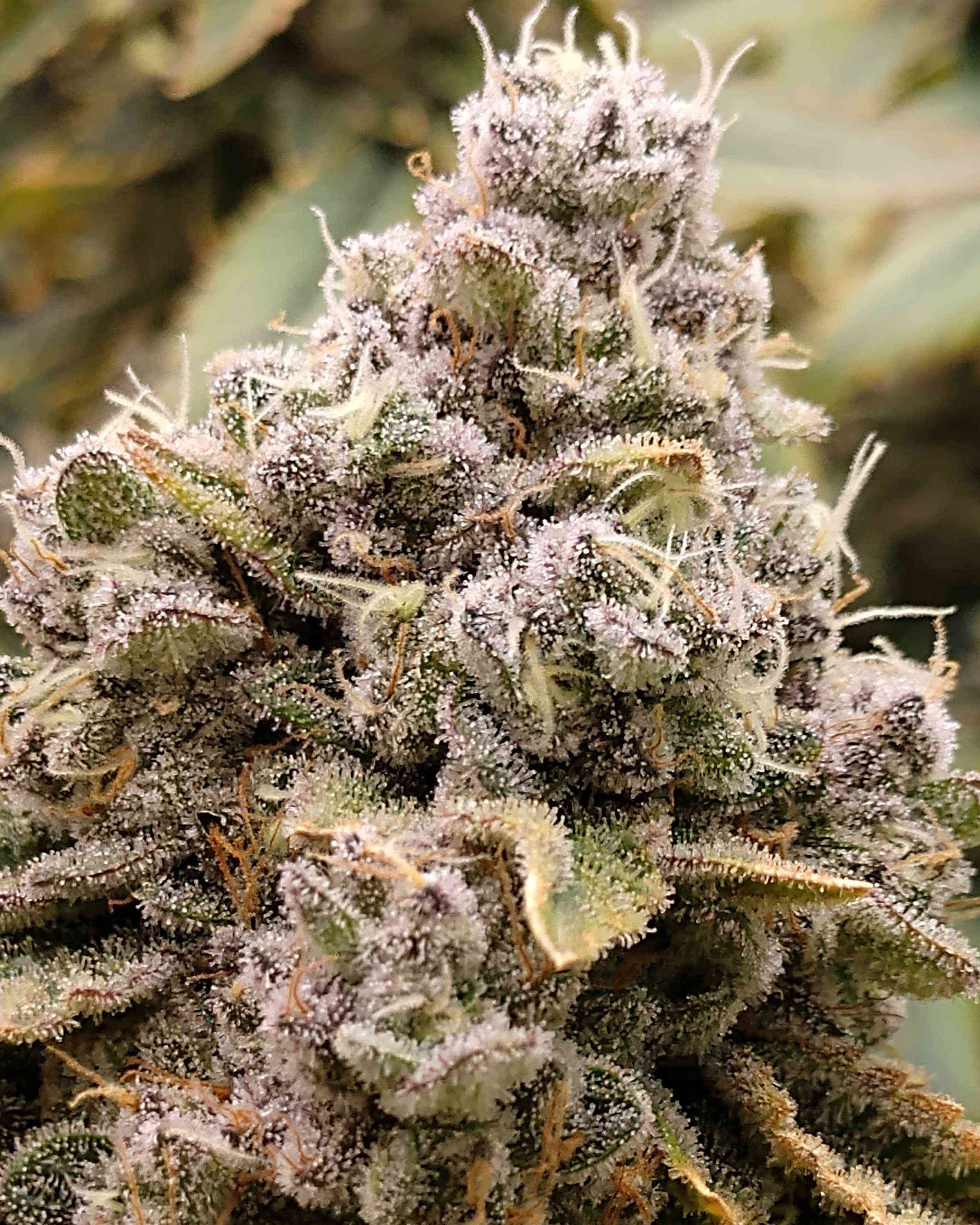 Bad Girl by Twenty20Mendocino Cannabis Strain Reviews Coco For