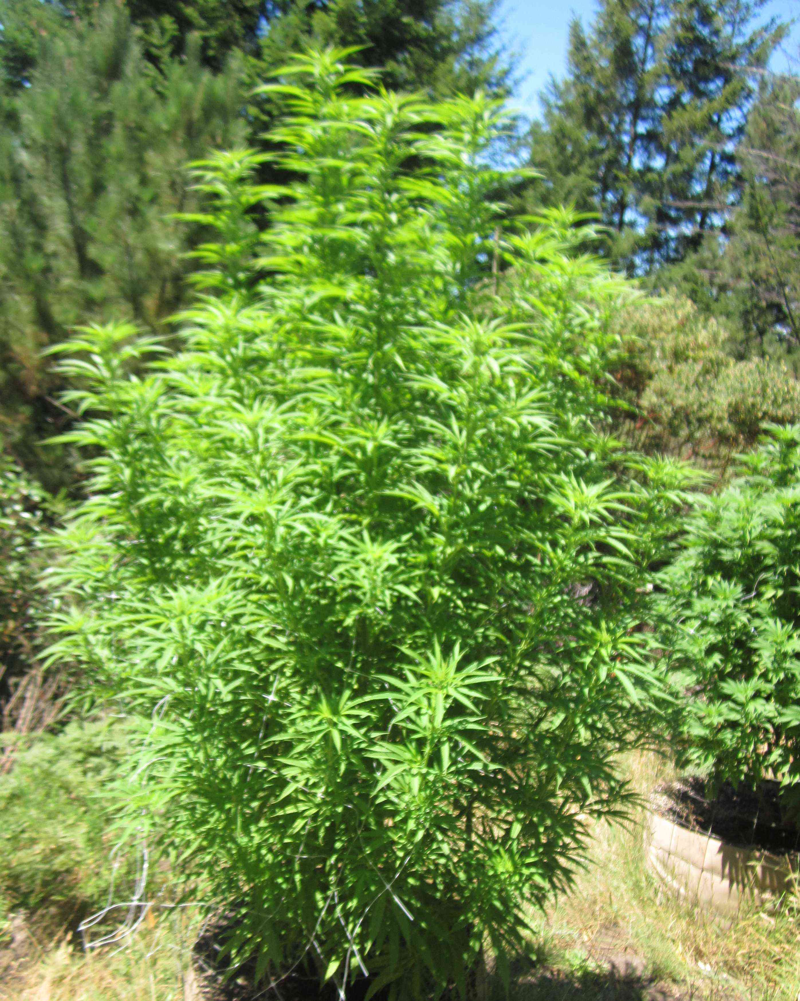 Blue Dream by Unkown breeder from Santa Cruz, CA Cannabis Strain