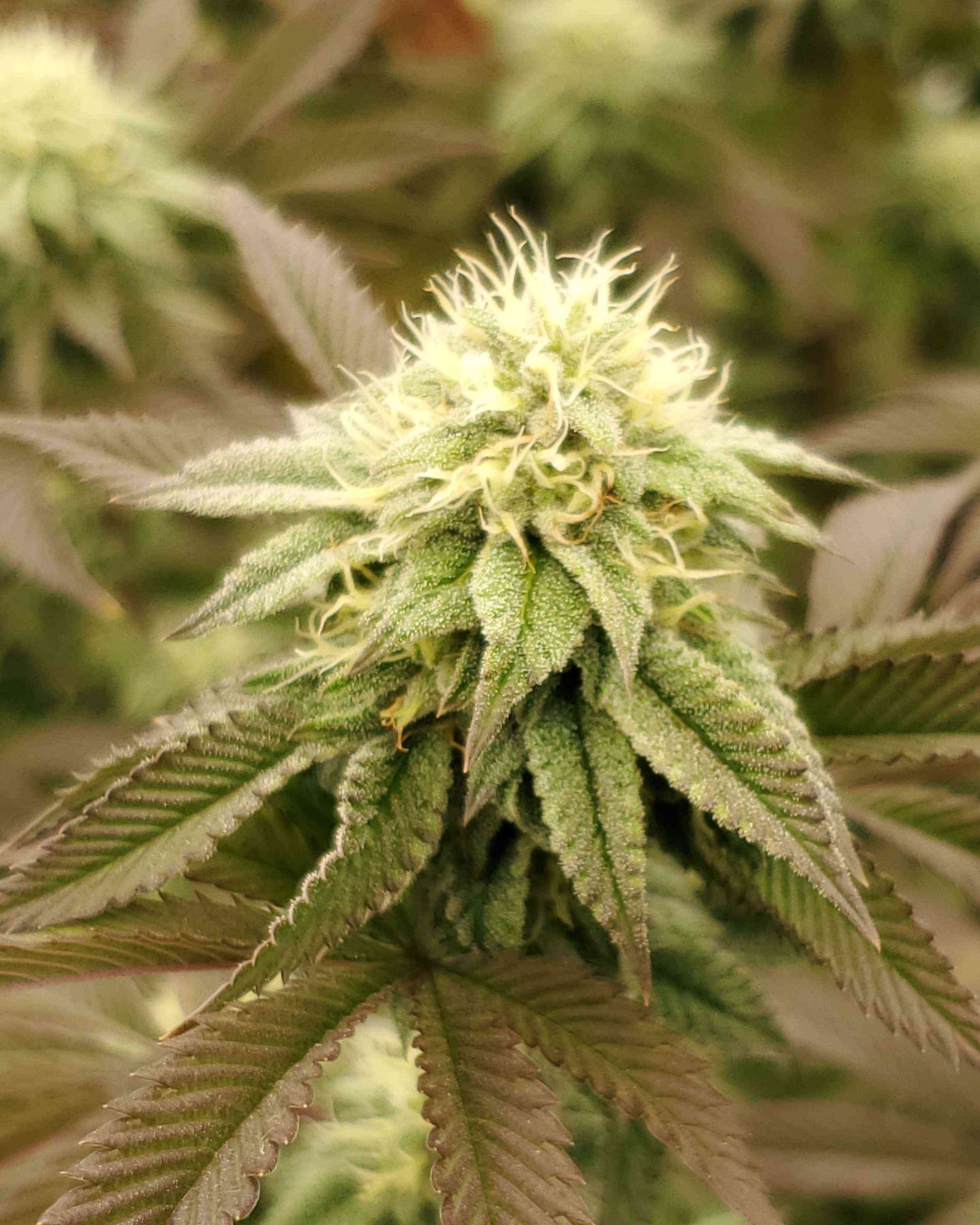 Camando by King Klones Cannabis Strain Reviews Coco For Cannabis Forum