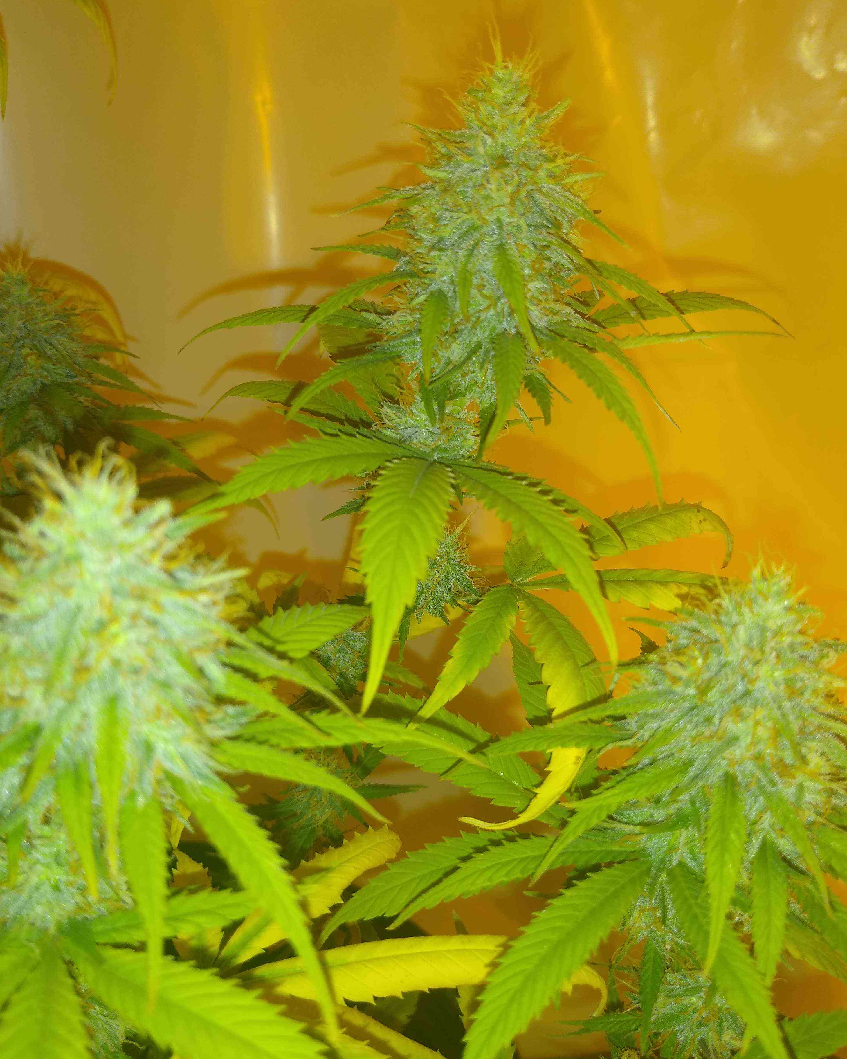 Blueberry muffin by Humboldt seeds Cannabis Strain Reviews Coco For