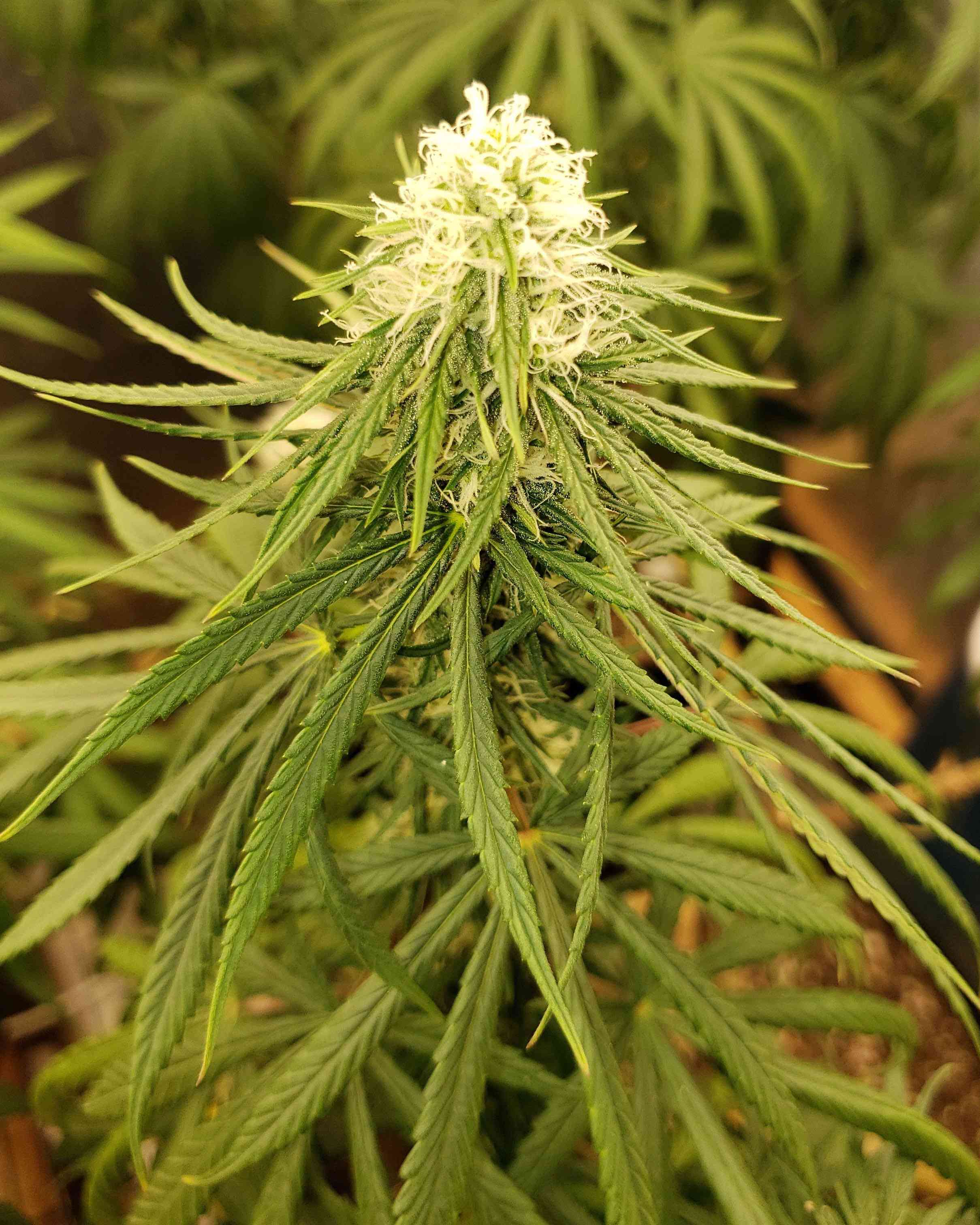 9 lb Hammer by Jinxproof Cannabis Strain Reviews Coco For