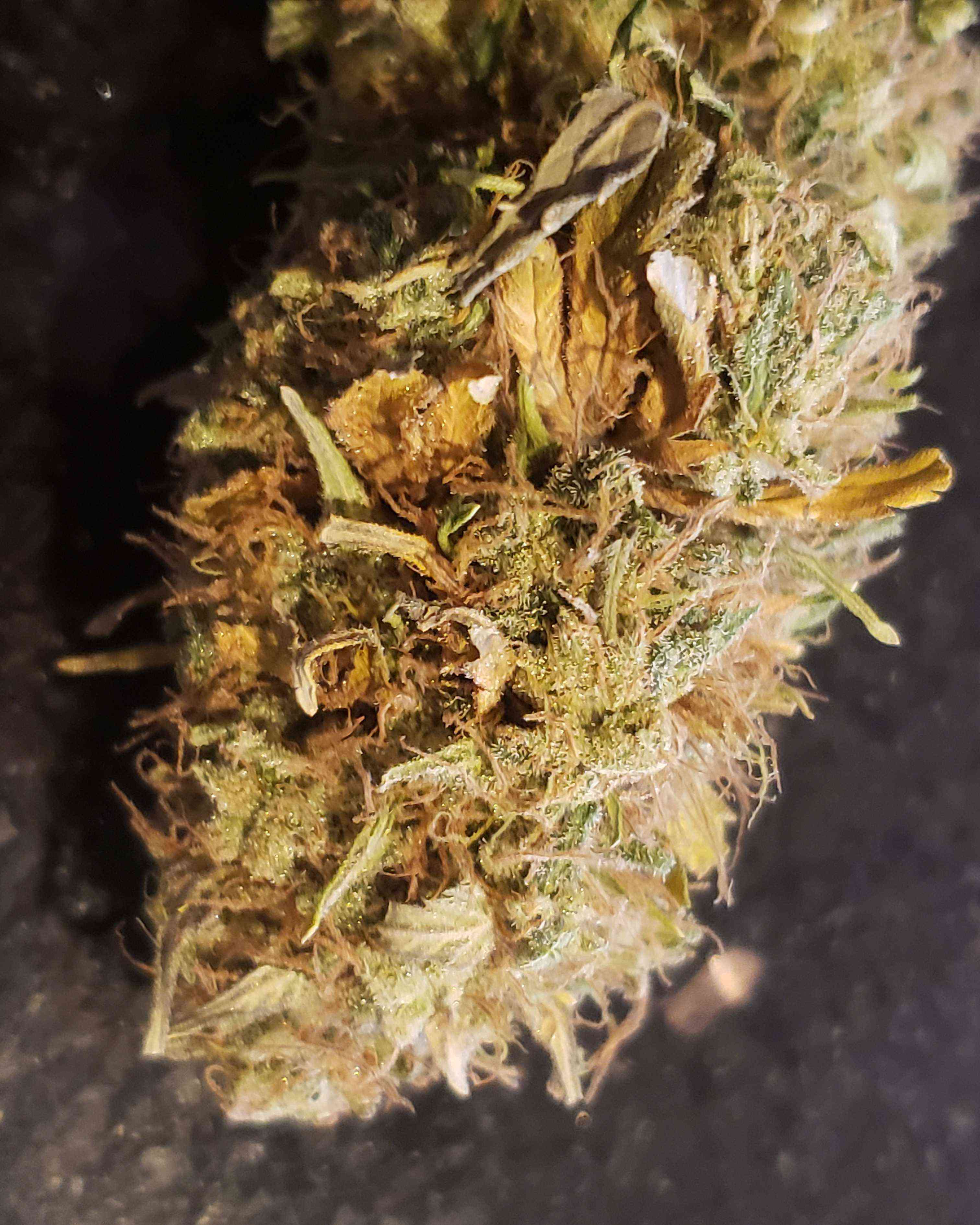 Blueberry Haze Afgan Indica by Unknown Cannabis Strain Reviews Coco