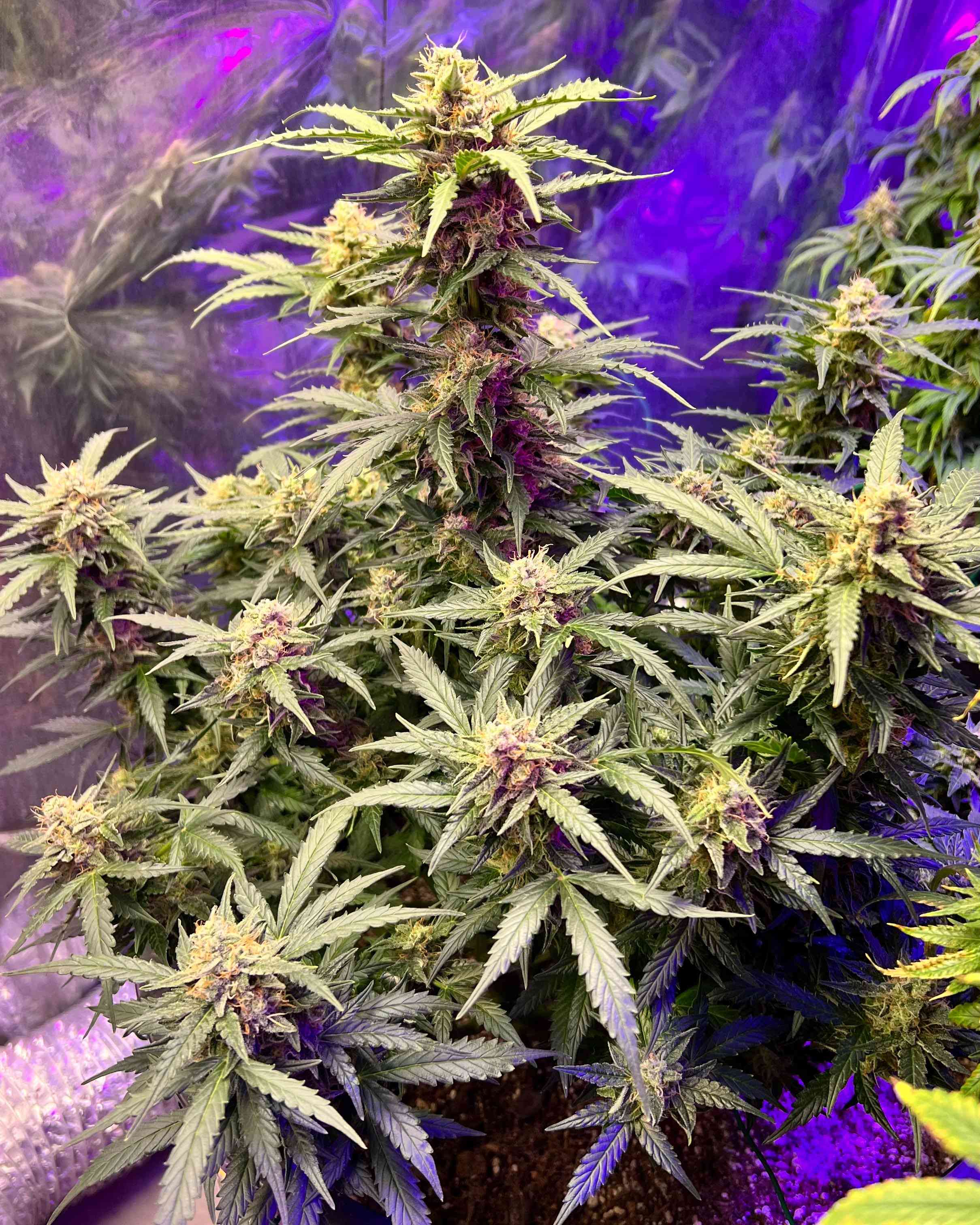 Hindu Kush Autoflower by Growers Choice Cannabis Strain Reviews