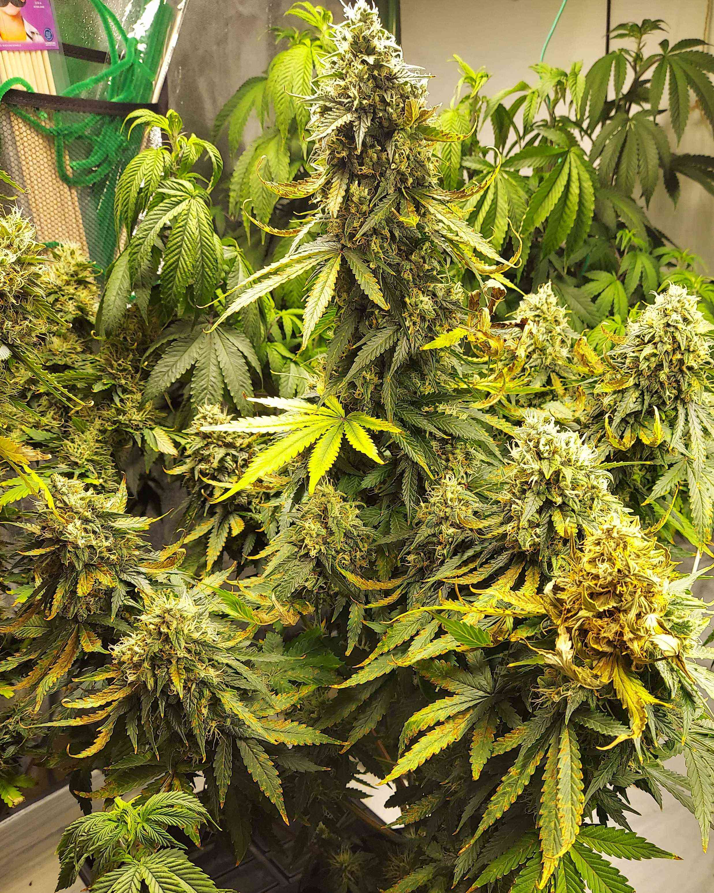 Gg4 auto by Growers choice Cannabis Strain Reviews Coco For