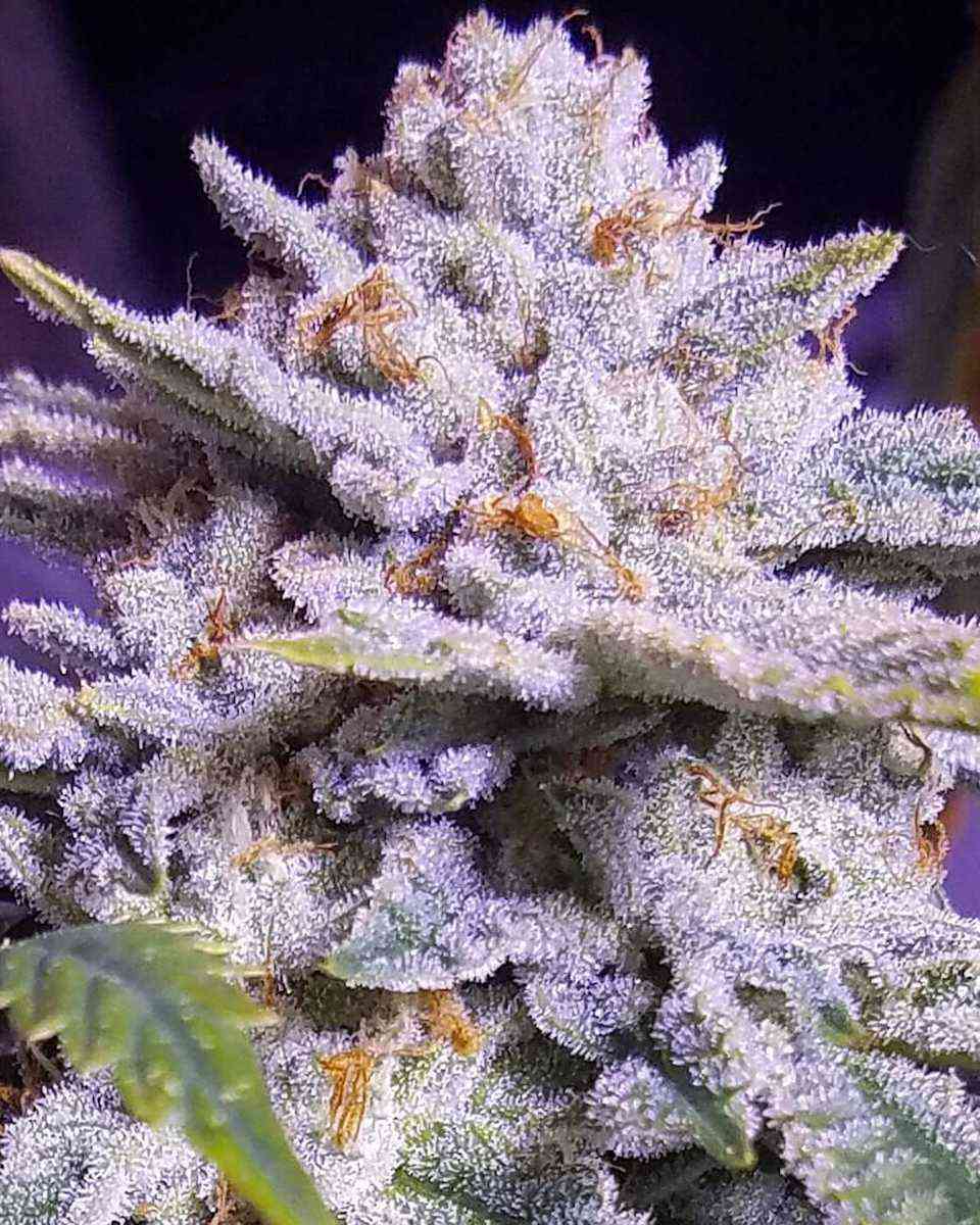 Candy Store by Ethos Cannabis Strain Reviews Coco For