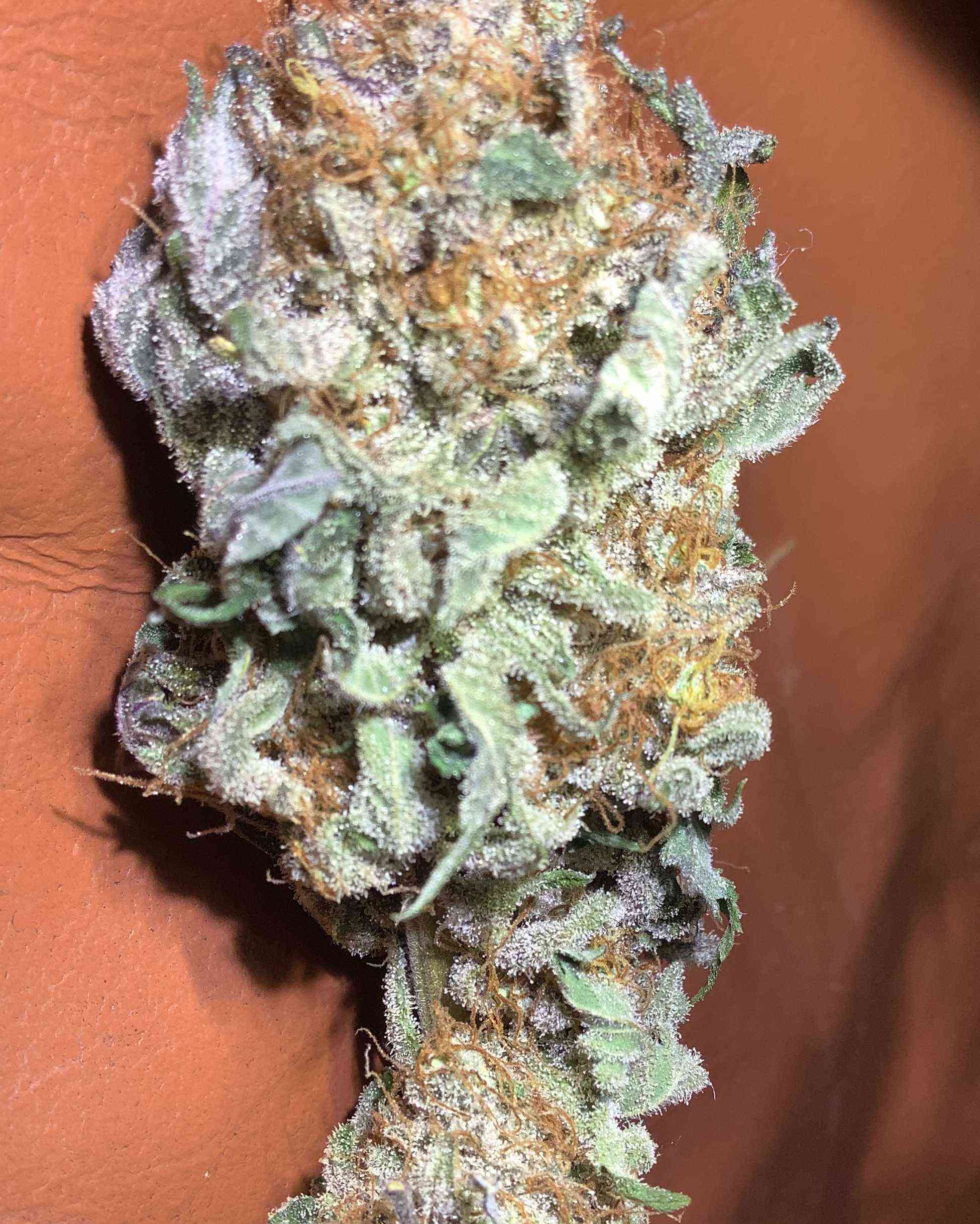 Green Poison by Sweet Seeds Cannabis Strain Reviews Coco For