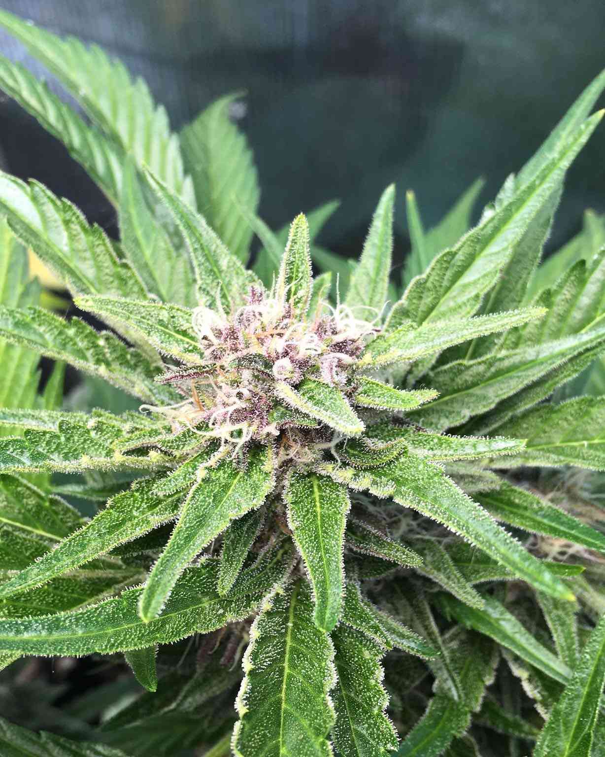 Gorilla cookies by Fast buds Cannabis Strain Reviews Coco For