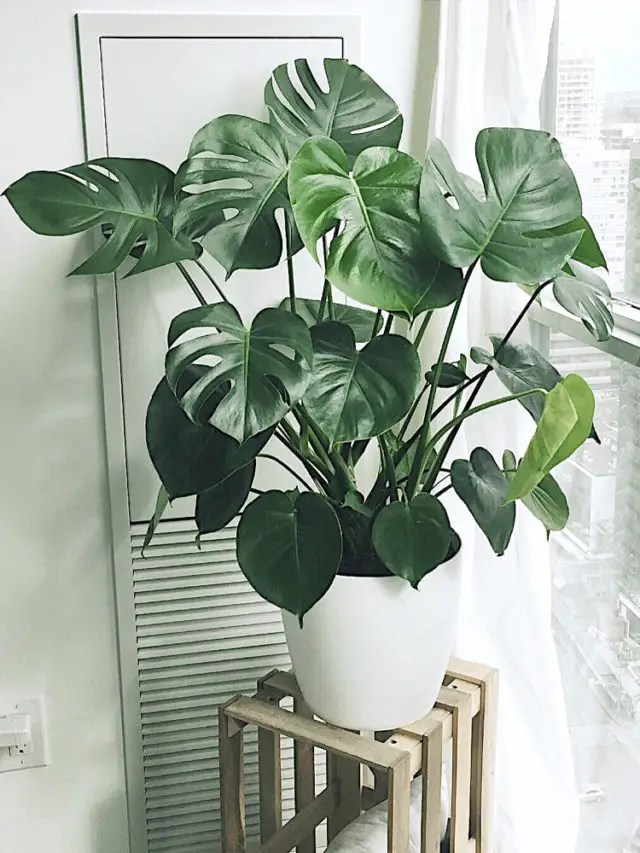Des plantes vertes dans le salon Cocon déco & vie nomade