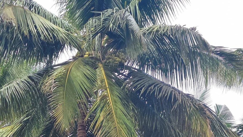 About coconut sapling