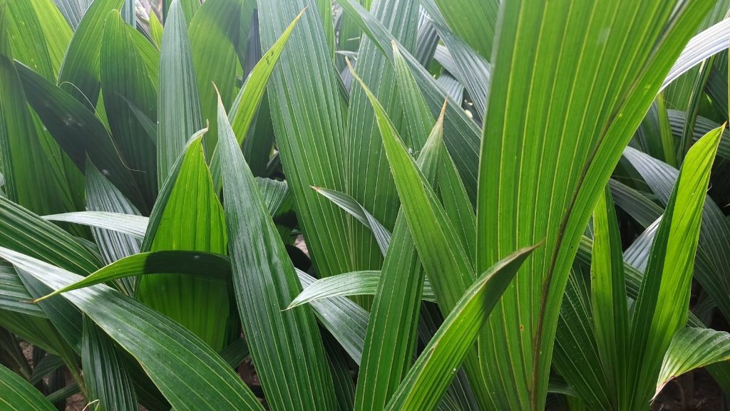 About coconut sapling