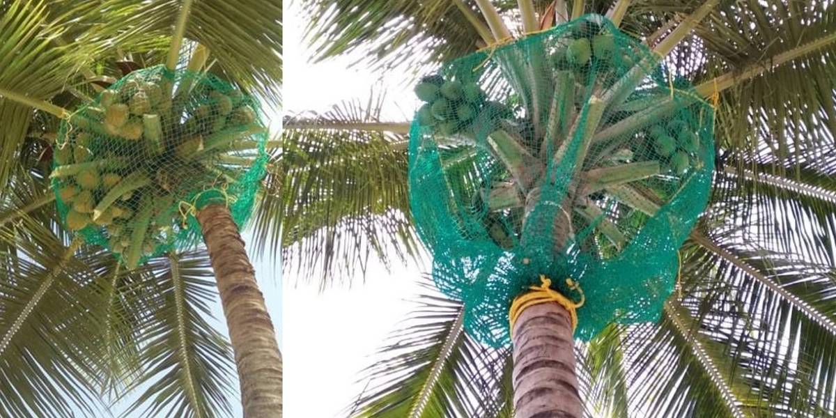 Coconut Tree & Parking Lot Safety Nets Fixing Call 7205639792
