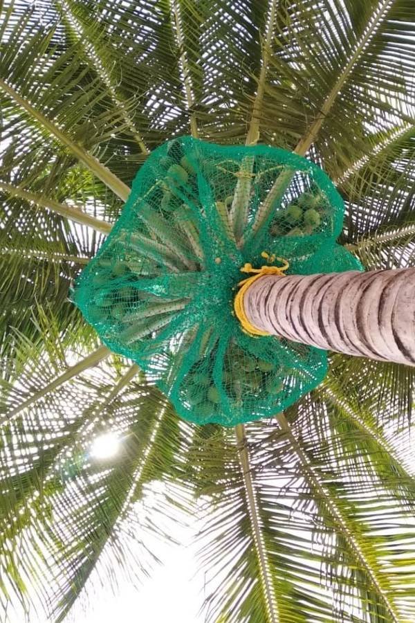 Coconut Tree & Parking Lot Safety Nets Fixing Call 7205639792