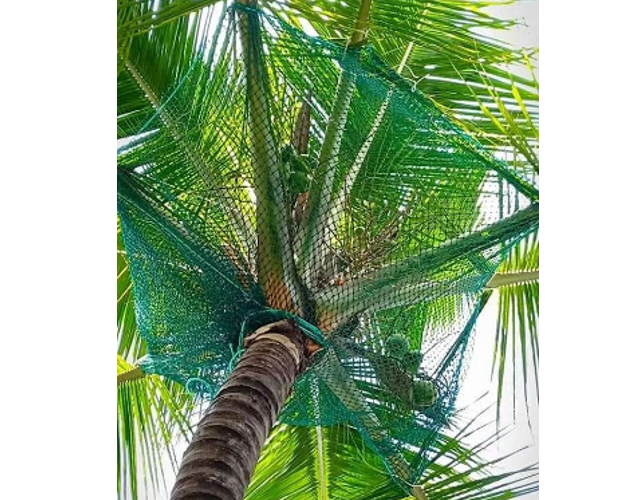 Coconut Tree Fall Protection Safety Nets Fixing Call 7760684191