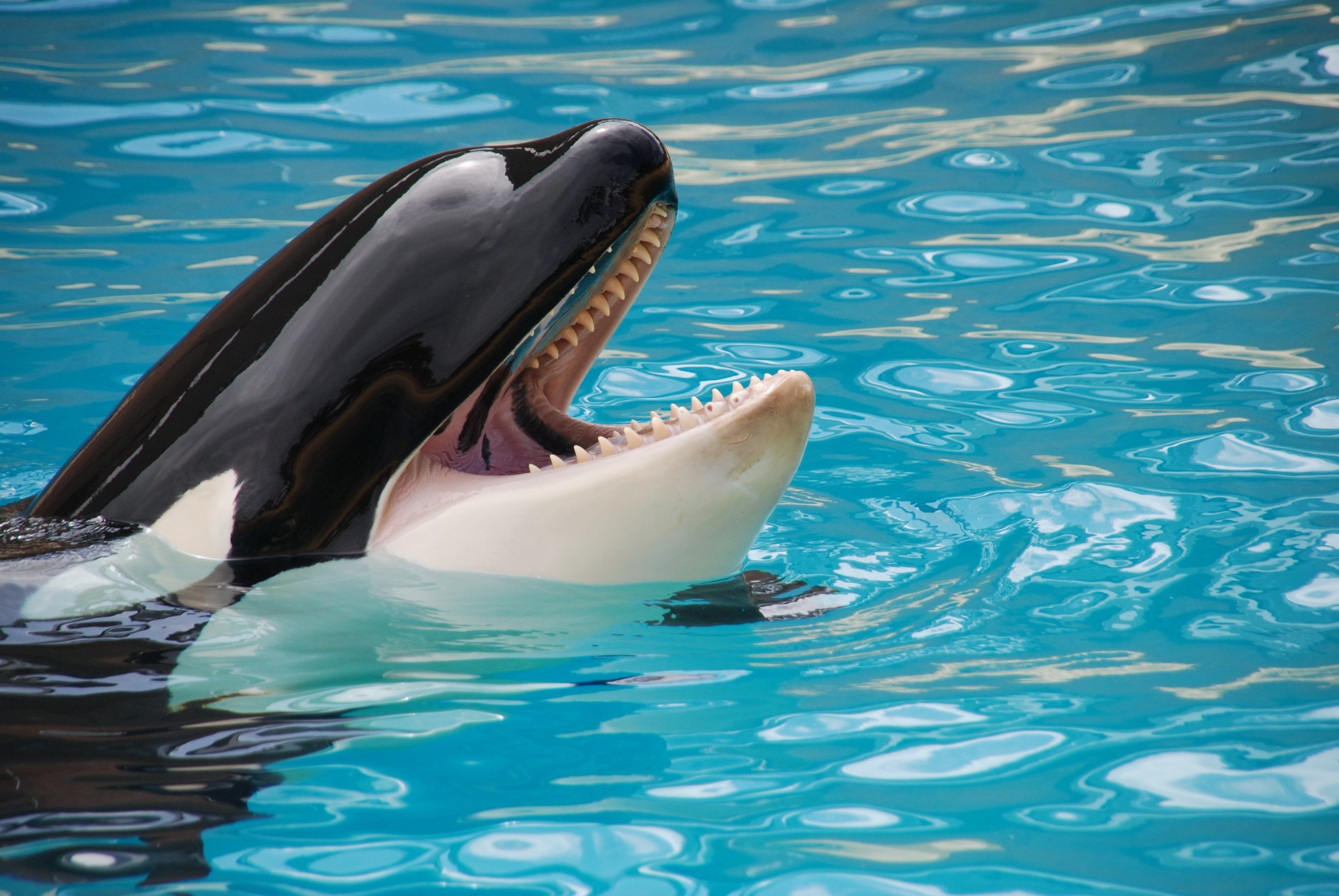 Disparition d’Orques ! Code animal