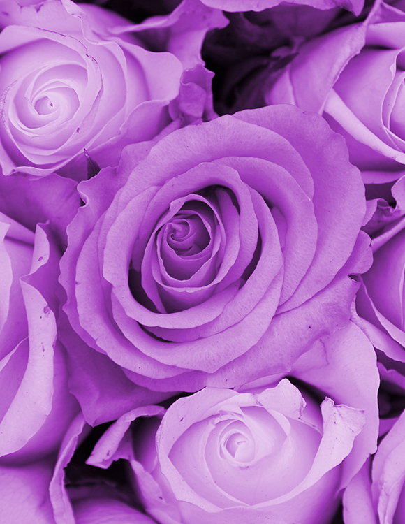 COULEURS DES ROSES Signification des couleurs des roses