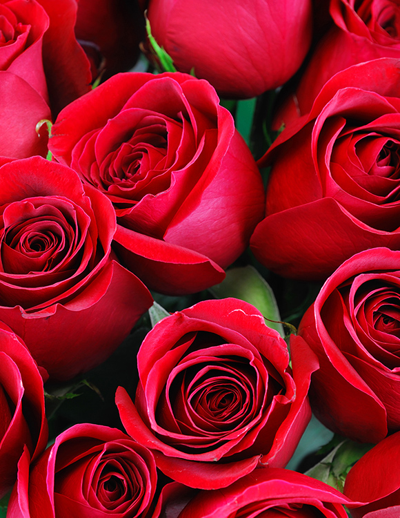 COULEURS DES ROSES Signification des couleurs des roses