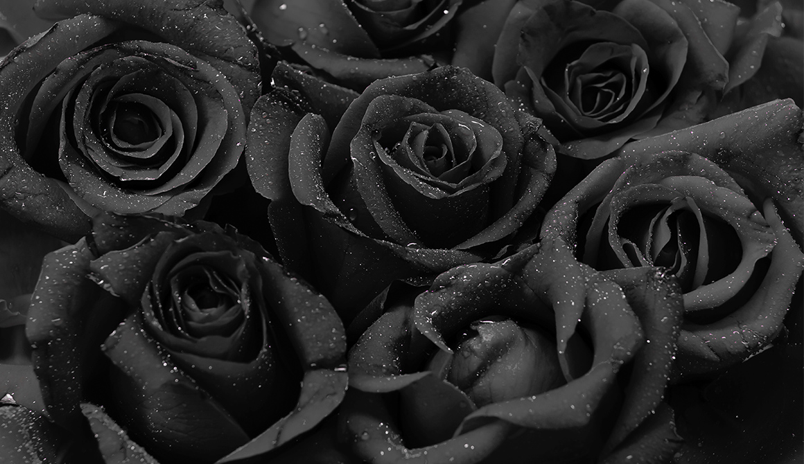 FLEUR NOIRE Fleurs de couleur noire