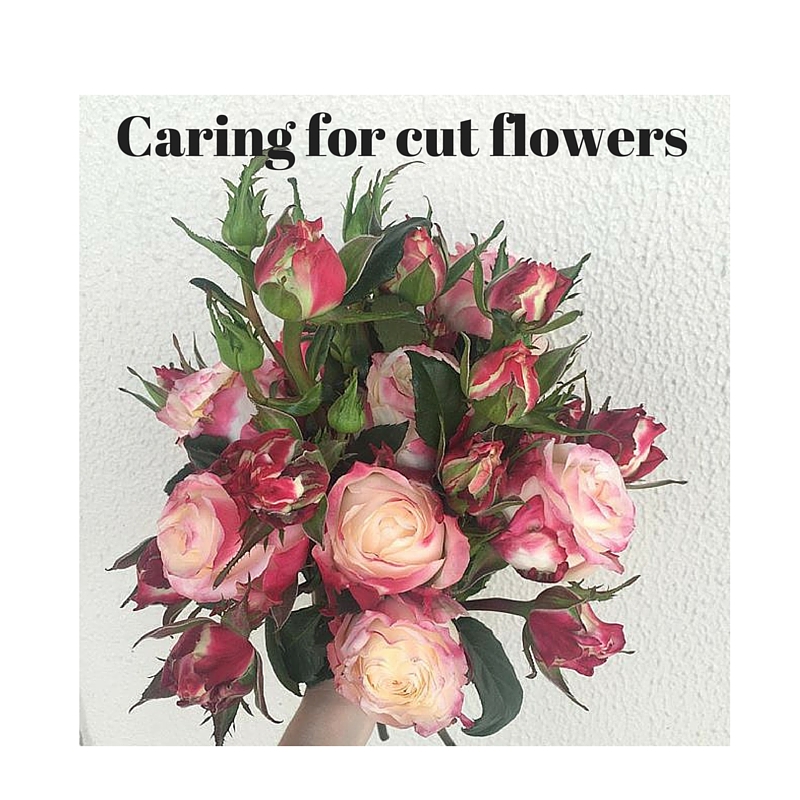 Caring for cut flowers • Code Bloom Perth Florist, Fresh flower bouquets