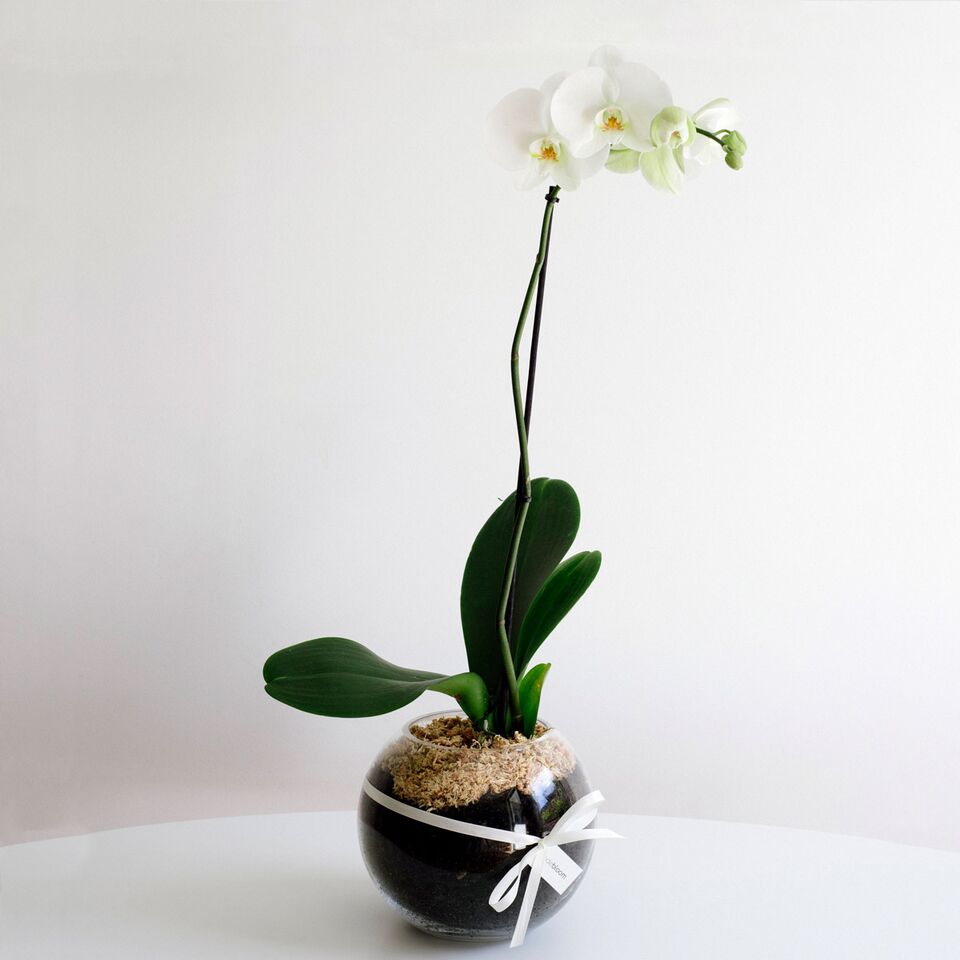 Phalaenopsis Orchid in Glass Fishbowl • Code Bloom Perth Florist