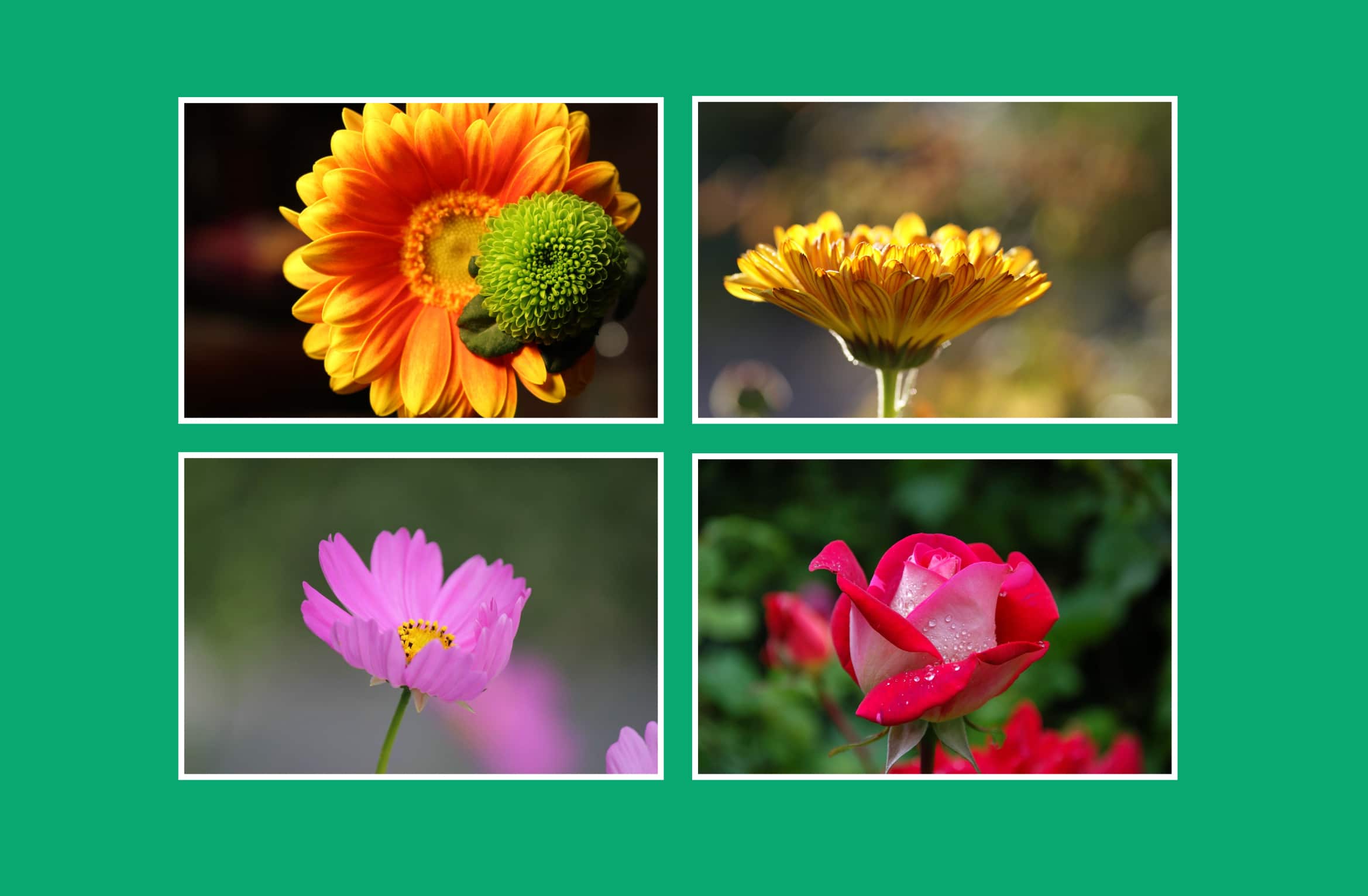 Simple jQuery Grid Layout Image Gallery with Basic Lightbox — CodeHim