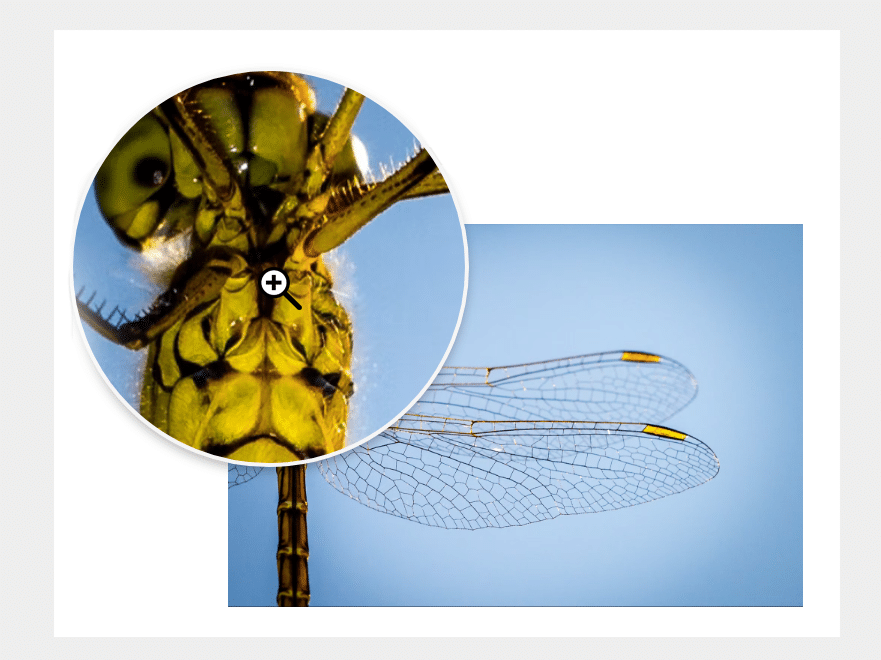 Zoom Image on Mouseover using JavaScript — CodeHim