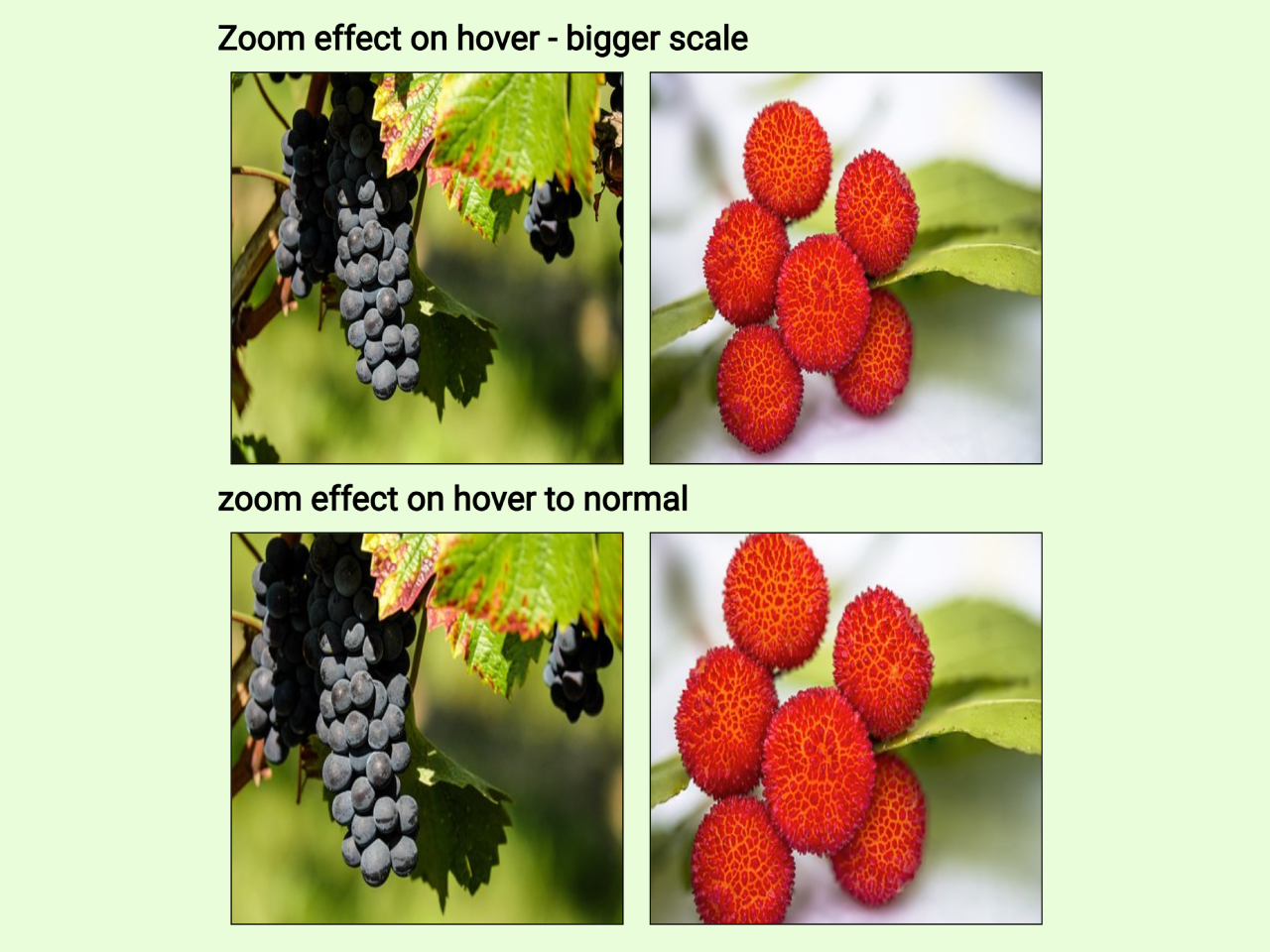 CSS Image Zoom On Hover Inside a div — CodeHim