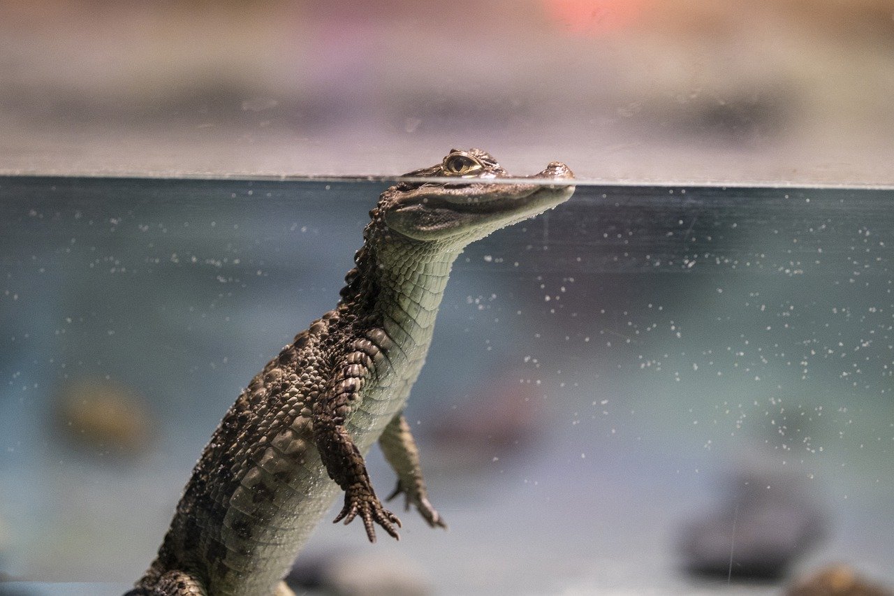 Adopter un crocodile comme animal de compagnie Codico plus