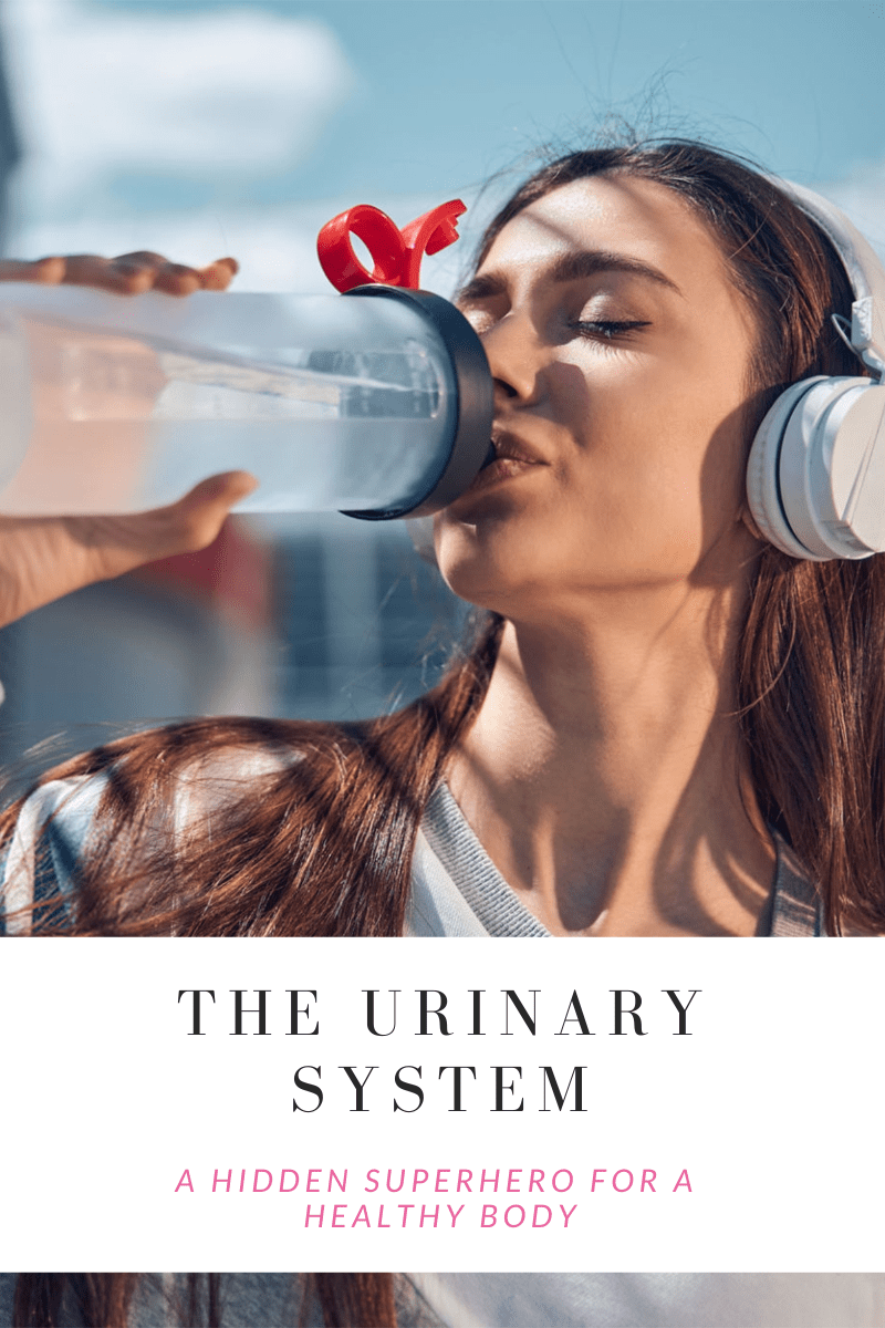 How (and Why) Does Your Body Create Urine? Coffee and Capillaries