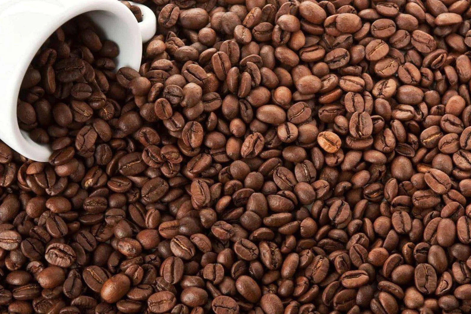 Excelsa Coffee Beans Coffee Beans PH Home of Philippines Finest Coffees