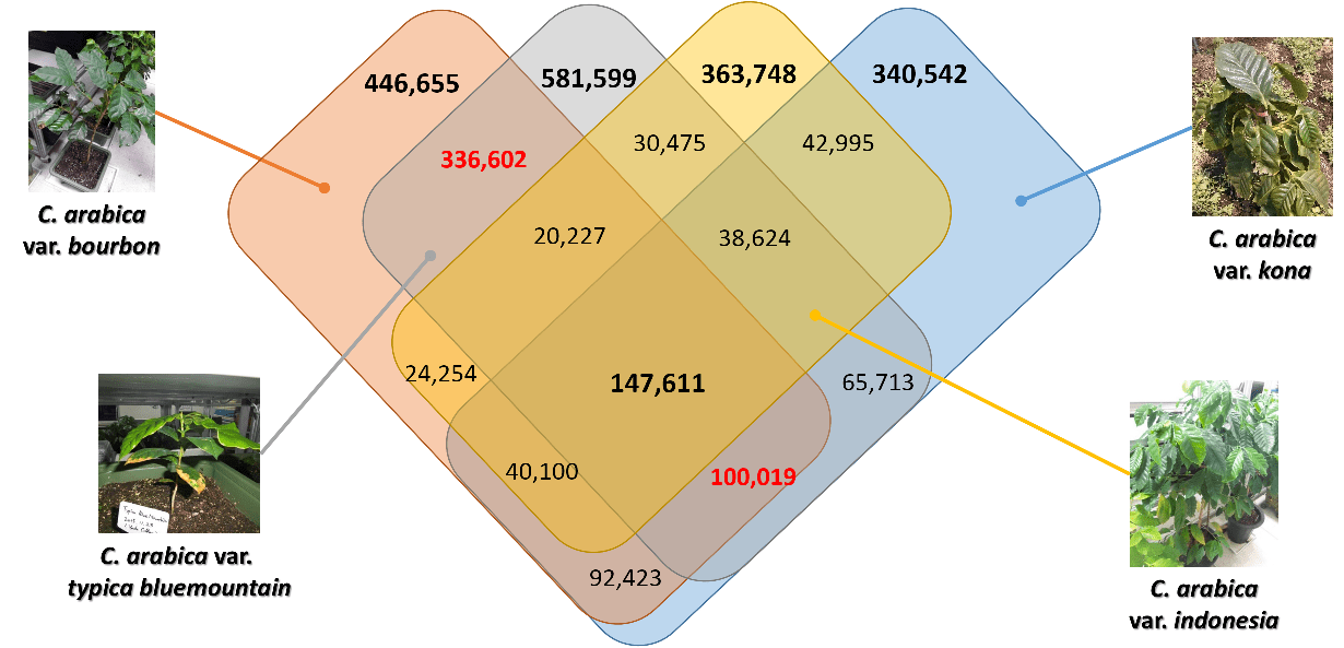 Coffee Genome Database