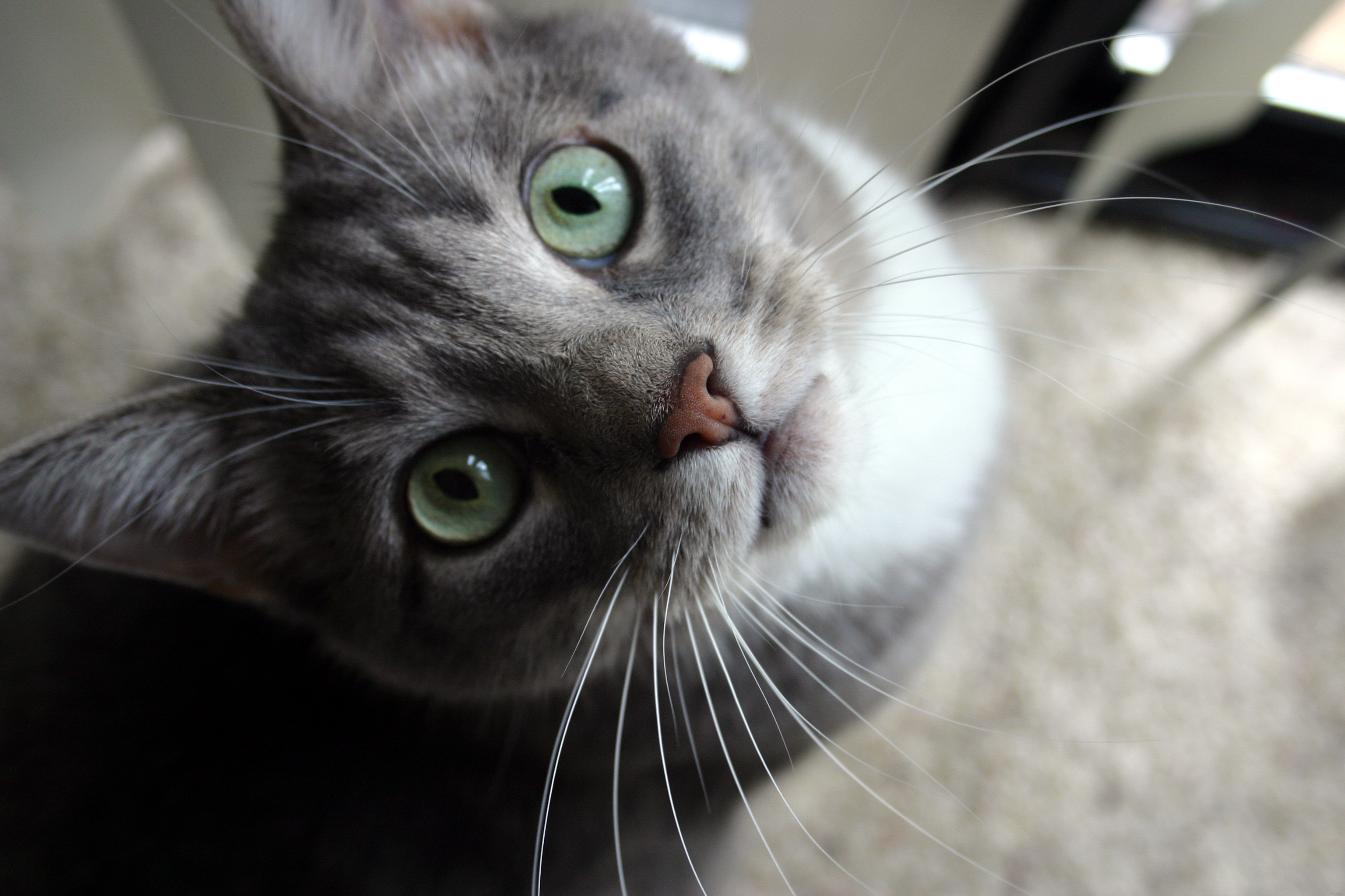 Coffee County Humane Society
