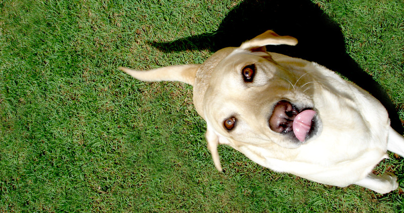 Coffee County Humane Society