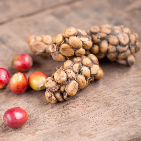 Top Secret Facts About Kopi Luwak One of The World's Most Expensive