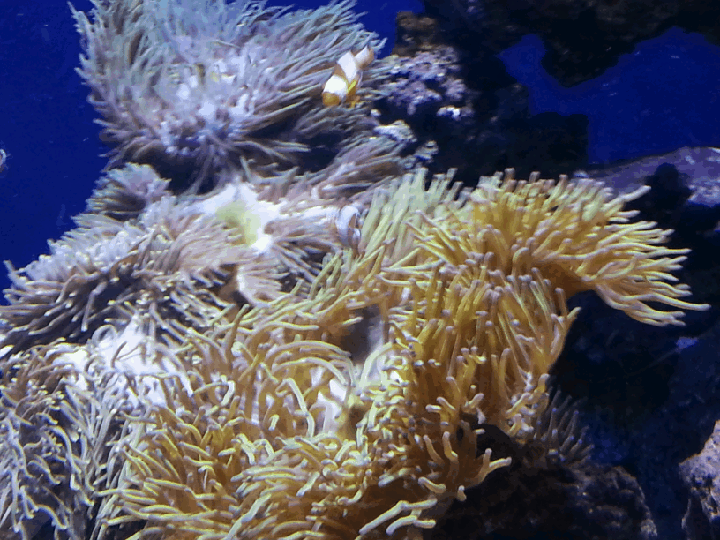 How to make animated GIFs from photos Cognitive Droid