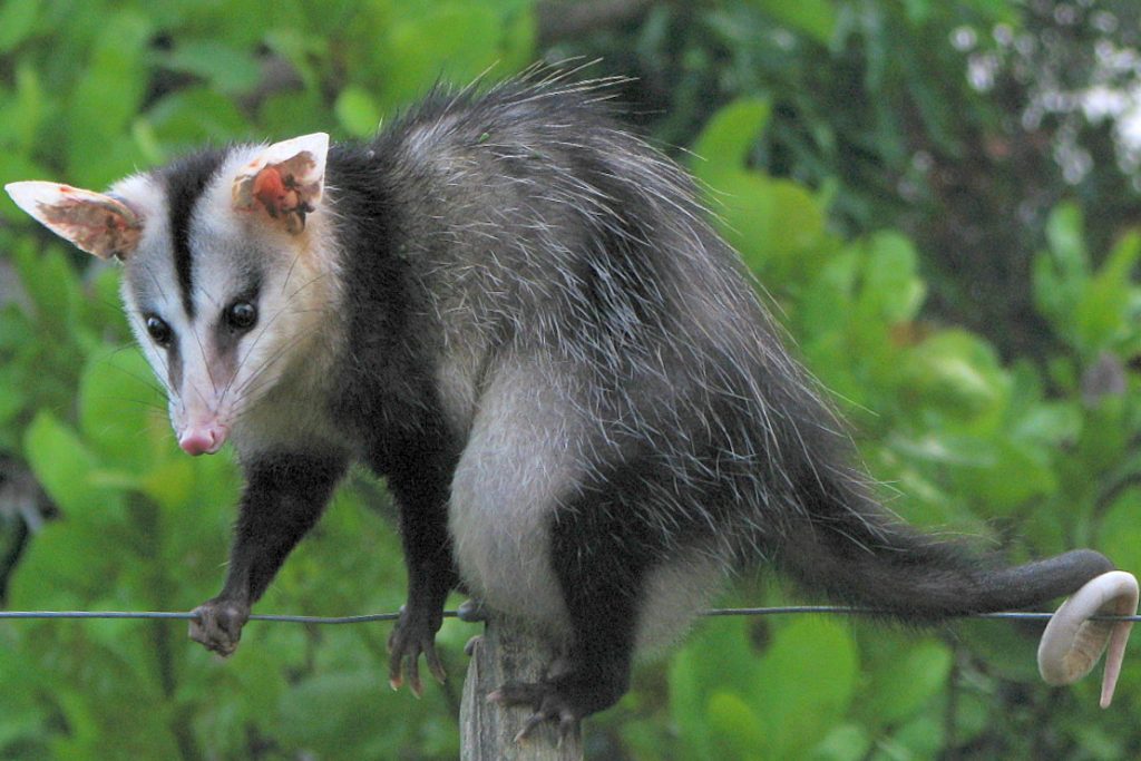 Gambás, os marsupiais mais conhecidos do Brasil