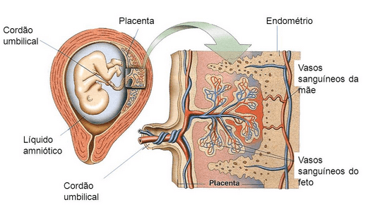 Placenta e CordÃ£o Umbilical Cola da Web