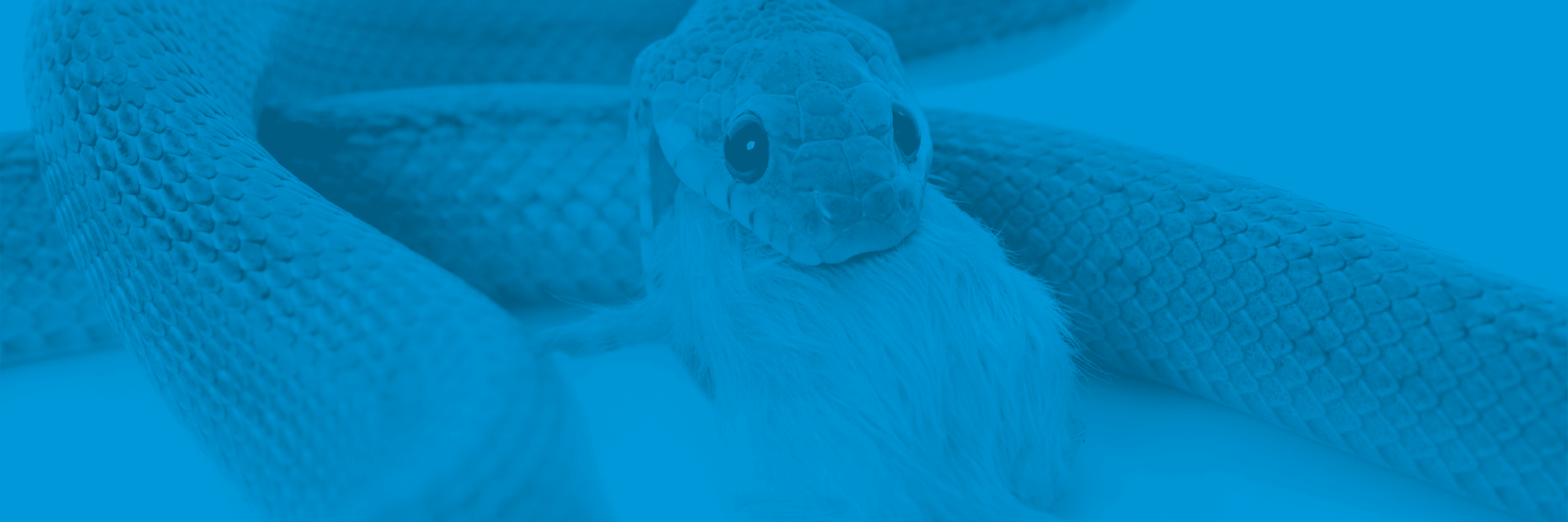 Frozen Feeder Rats for Snakes/Reptiles ColdBloodedCafe