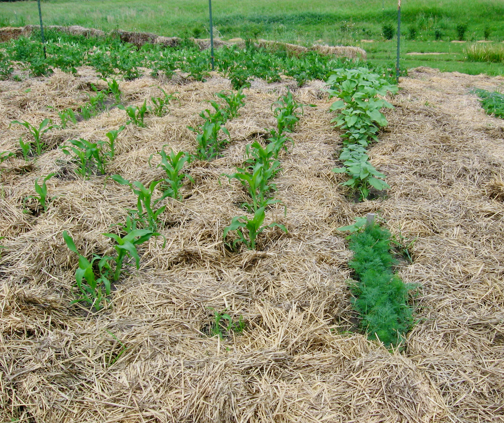 How To Plant Fruits & Veggies In Marvelous Straw Mulch Cold Climate
