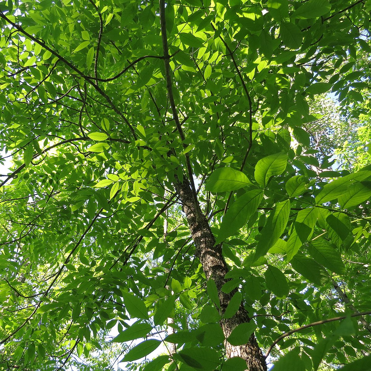 Emerald Ash Borer What to do to save our ash trees Cold Hollow to Canada