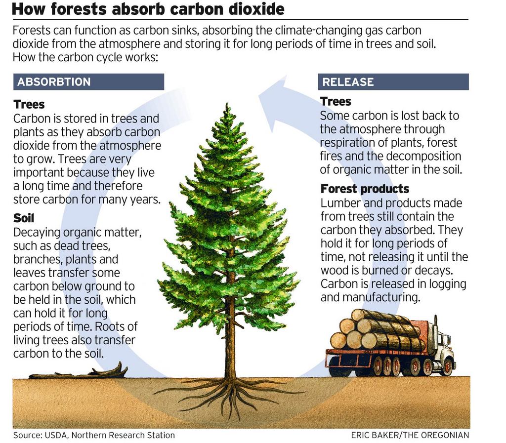 Carbon Sequestration for Climate Mitigation Cold Hollow to Canada