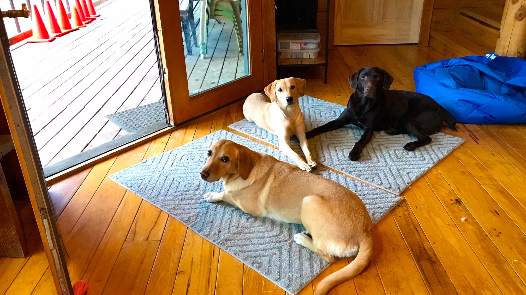 Is Your Dog a Door Dasher? Teach Your Dog Door Manners. Cold Nose College