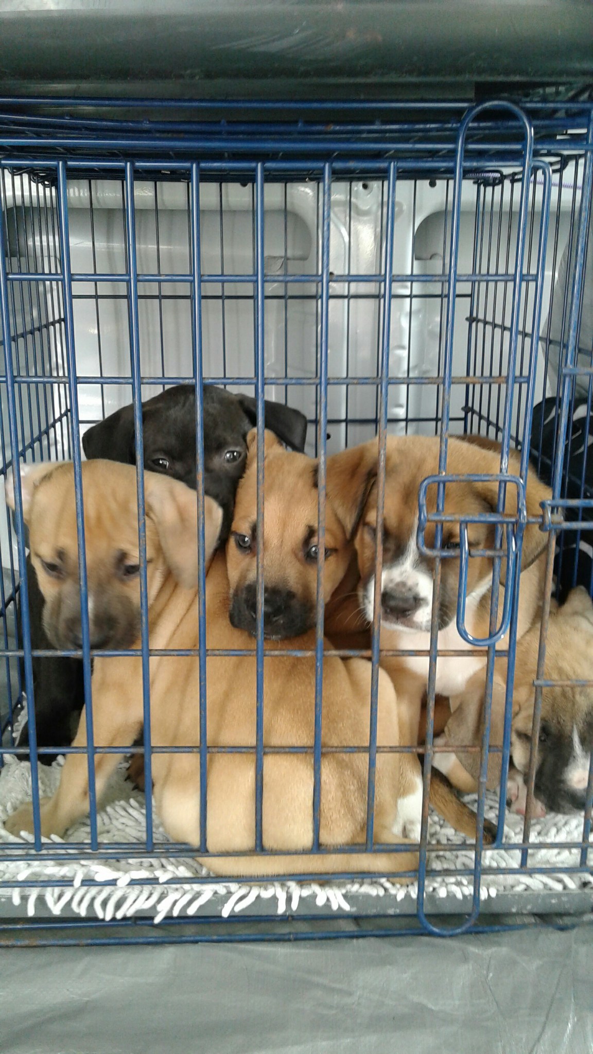 20 Dogs Rescued from the Everglades Cold Noses Foundation
