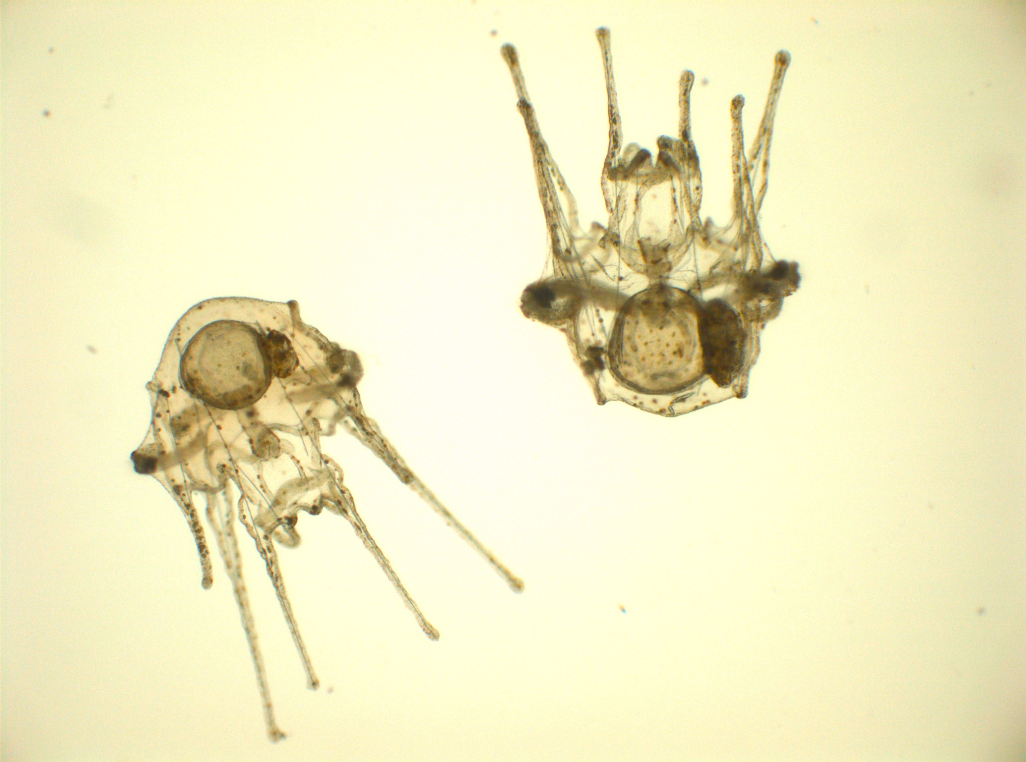 Experimental influence of pH on the early lifestages of sea urchins I