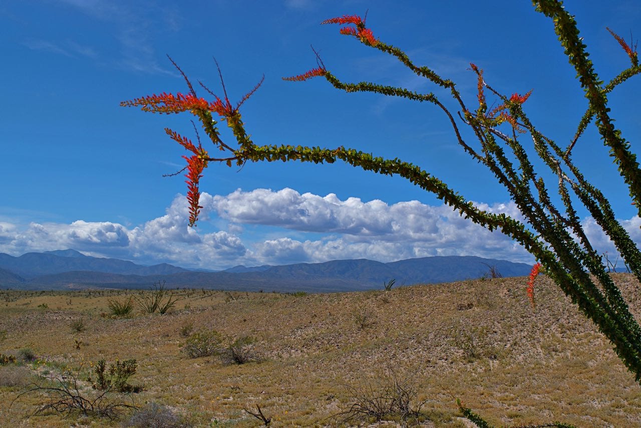 Photographic Tour of California's Super Bloom Coleman Concierge