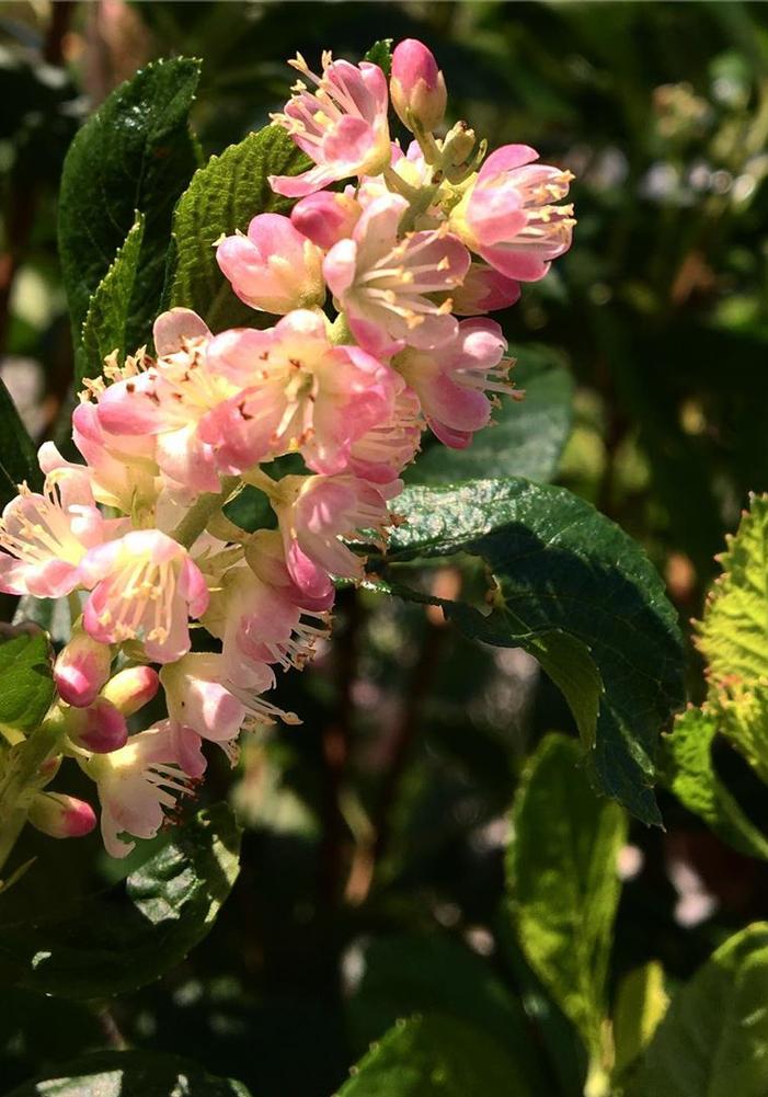 Clethra alnifolia 'Ruby Spice' Summersweet from Colesville Nursery