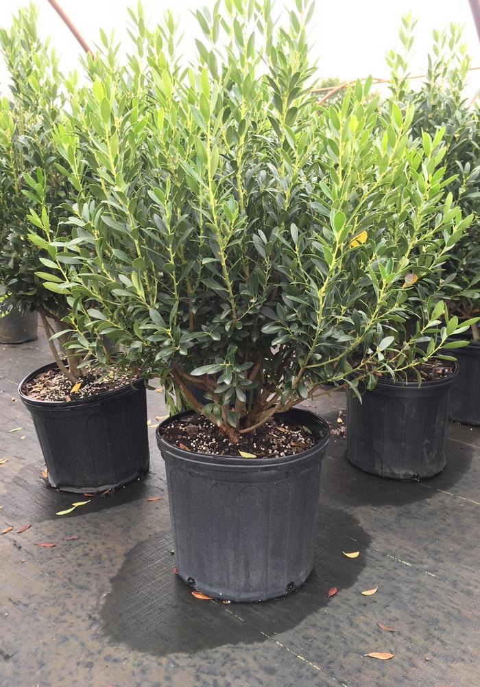 Ilex glabra 'Shamrock' Shamrock Inkberry Holly from Colesville Nursery
