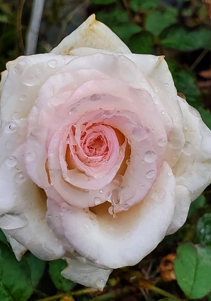 Rosa Mother of Pearl®(PP18707) Rose from Colesville Nursery