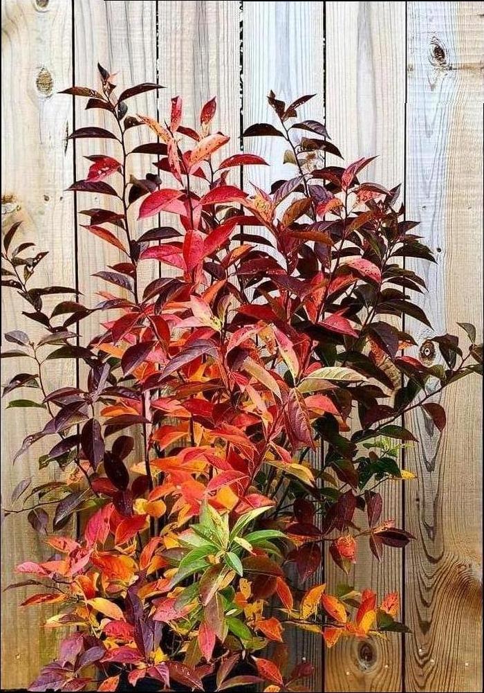 Itea virginica 'Henry's Henry's from Colesville Nursery