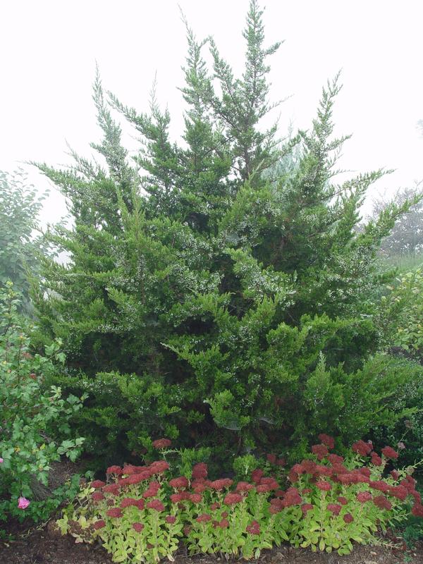 Juniperus virginiana Eastern Red Cedar from Colesville Nursery